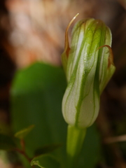 Pterostylis venosa