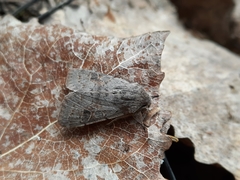 Orthosia populeti