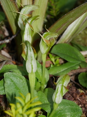 Pterostylis venosa