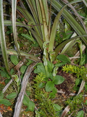 Pterostylis venosa