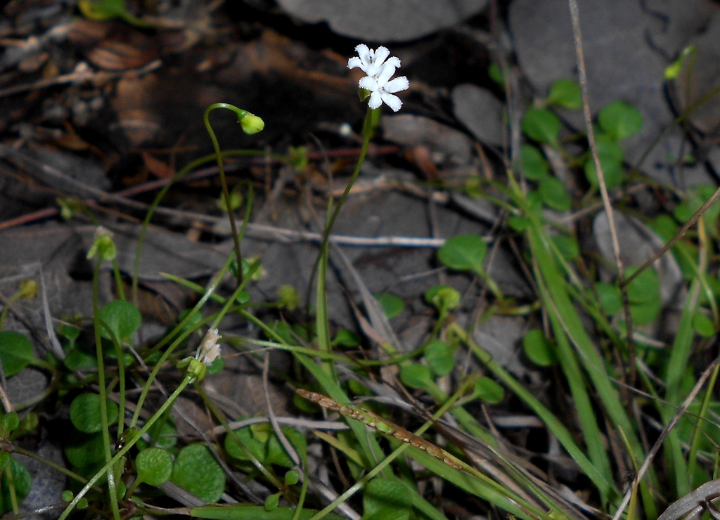 Pinillosia