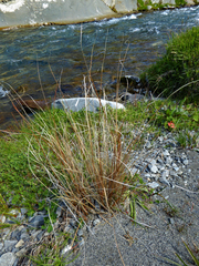 Carex buchananii
