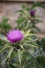 Silybum marianum