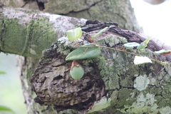 Passiflora mediterranea