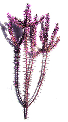 Muraltia juniperifolia