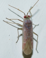 Stenoparia putoni