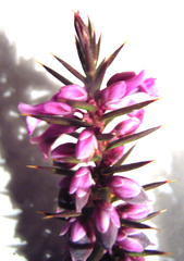 Muraltia juniperifolia