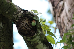 Passiflora mediterranea