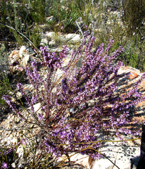Muraltia juniperifolia