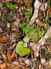 Corybas trilobus
