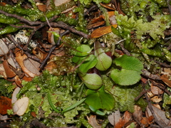 Corybas trilobus