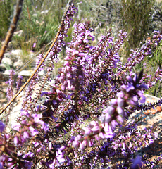 Muraltia juniperifolia