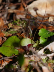 Corybas trilobus