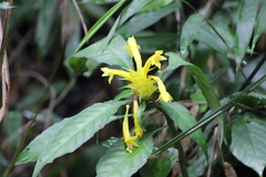 Aphelandra chamissoniana