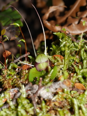 Corybas trilobus