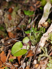 Corybas trilobus