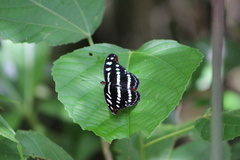 Catonephele acontius