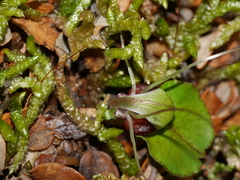 Corybas trilobus