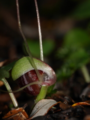 Corybas trilobus