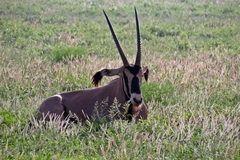 Oryx beisa callotis