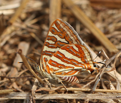 Cigaritis schistacea