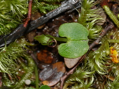 Corybas hypogaeus