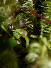 Corybas hypogaeus