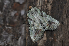 Perigea glaucoptera