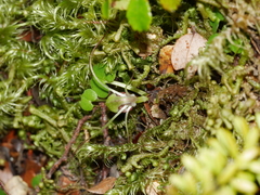 Corybas hypogaeus