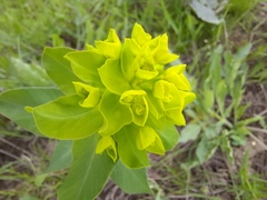 Euphorbia iberica