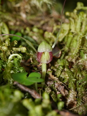 Corybas hypogaeus