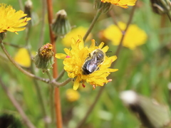 Osmia latreillei