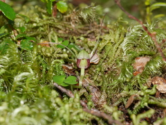 Corybas hypogaeus