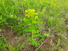 Euphorbia iberica