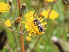Osmia latreillei