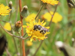 Osmia latreillei