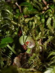 Corybas hypogaeus