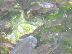 Poecilia reticulata