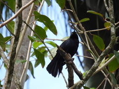 Quiscalus niger