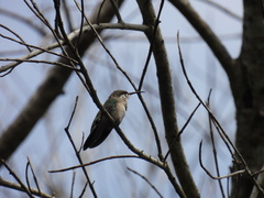 Anthracothorax dominicus
