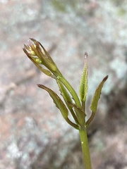 Dioscorea villosa