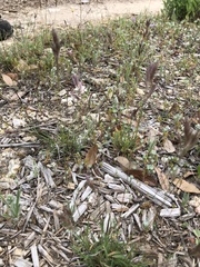Eragrostis secundiflora