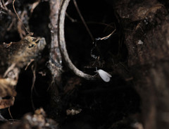 Aleyrodes proletella