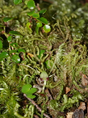 Corybas hypogaeus
