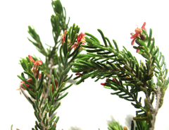 Passerina obtusifolia