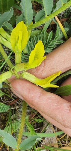 Astragalus boreoafricanus image