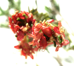 Passerina obtusifolia