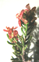Passerina obtusifolia
