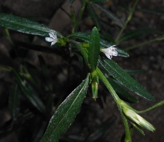 Pseudelephantopus spicatus