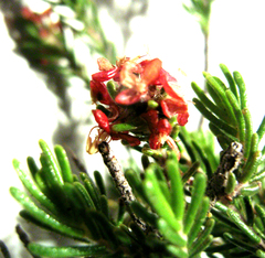 Passerina obtusifolia